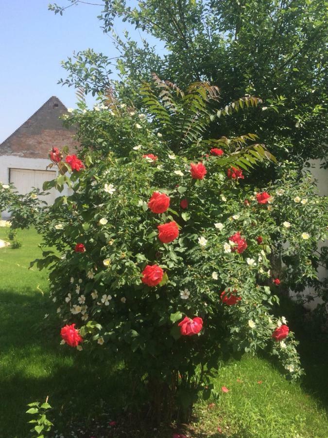 Haus Diogenes Lägenhet Mörbisch am See Exteriör bild